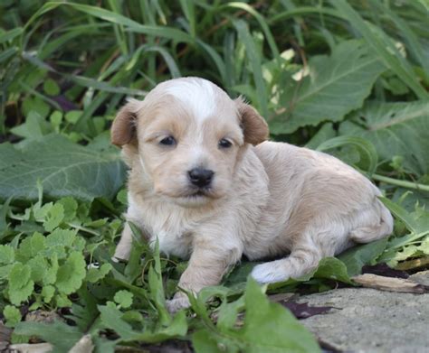 Find mixed/other puppies for sale with pictures from reputable mixed/other breeders. Hypoallergenic & Non Shedding Puppies for Sale Near Me ...