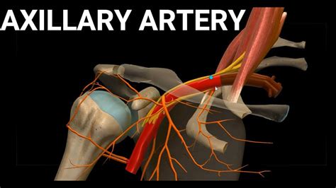 Anatomy Of Axillary Artery Vasculature Of Upperlimb Blood Supply To