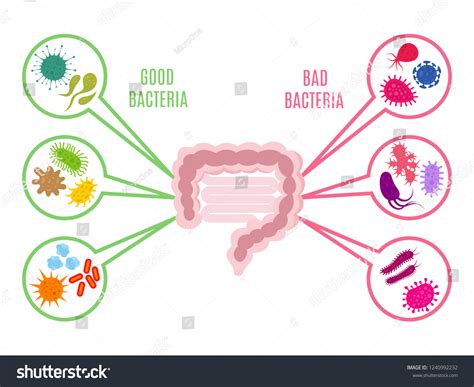 805 Good Bad Bacteria Icons Images Stock Photos And Vectors Shutterstock