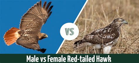 Red Shouldered Hawk Vs Red Tailed Hawk
