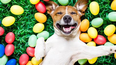 Easter Puppies And Dogs Wallpapers Wallpaper Cave
