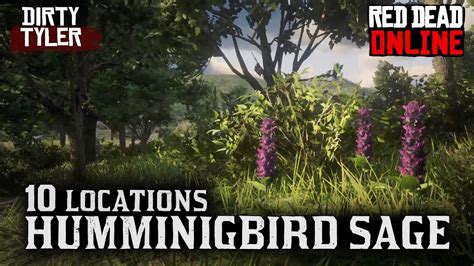 Hummingbird Sage Locations For Daily Challenges Red Dead Online Beta