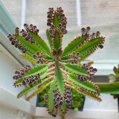 Learn how to keep your mother of thousands plant healthy with these essential tips. 4' pot Mother of Millions found for $3 at Cactus King in ...