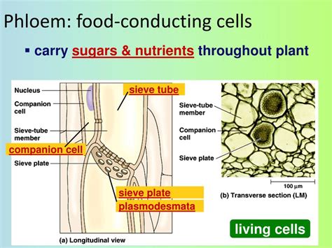 Check spelling or type a new query. PPT - Plant Anatomy (Ch. 35) PowerPoint Presentation, free ...
