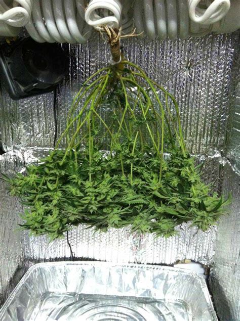 Fluorescent cfl bulbs are highly used and quite favored by many gardeners to grow plants indoors when the natural light source is just not enough. CFL Dresser Microgrow in Pictures - Clone to Harvest - 2 ...