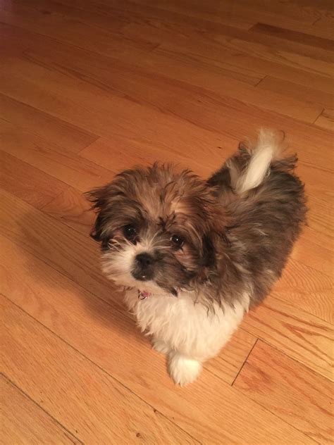 They have a broad head and a puggish snout. Japanese Chin Poodle Mix Puppies For Sale | Dog Breeds Picture