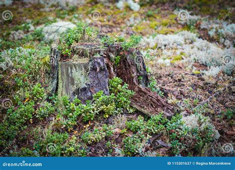 Tree Stump In The Forest Selective Focus Stock Image Image Of Latvia