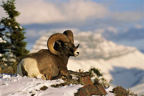 Wildlife Grand Teton Photo Tours