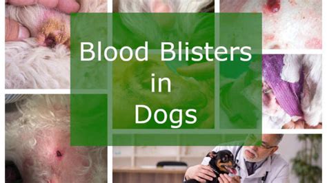 Blood Blisters In Dogs Pictures And Veterinarian Advice