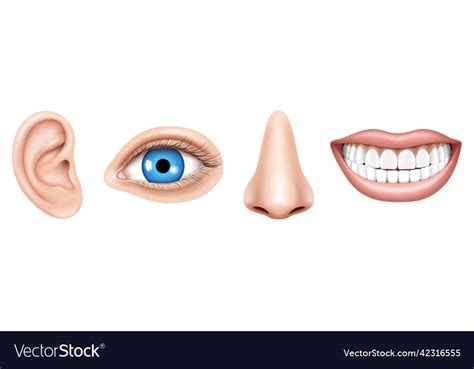 Realistic Human Face Parts Or Sensory Organs Set Vector Image