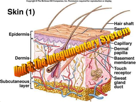 Ppt Unit 5 The Integumentary System Powerpoint Presentation Free