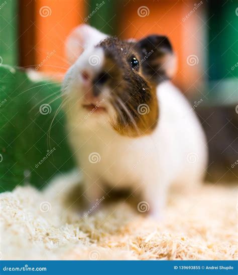 Portrait Of Guinea Pig At The Zoo Stock Image Image Of Wild Close