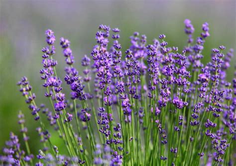 Lavendel Alles Zu Sorten Anbau Pflege Plantura