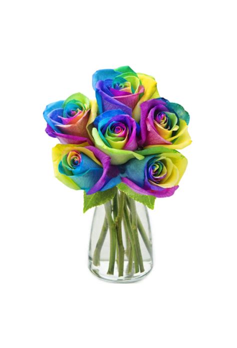 Online 6 Ecuadorian Rainbow Roses Vase In Manila City Philippines