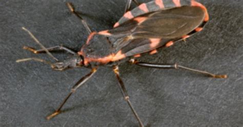 Cdc Kissing Bug Seen In California May Carry Parasite Causing
