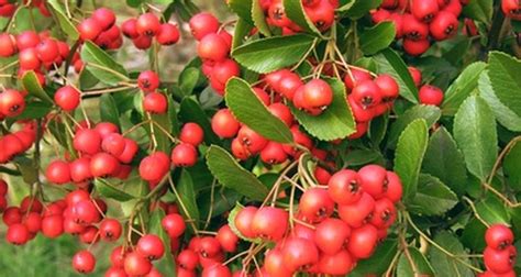 Types Of Hawthorn Trees