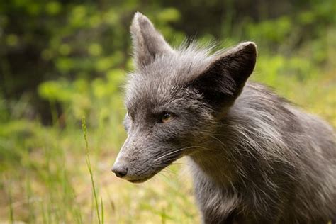 1000 Images About Foxes Of San Juan Island Wa On Pinterest Parks