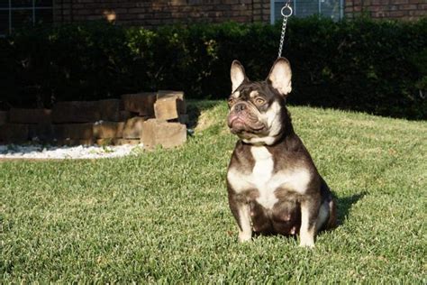 French bulldog club of western canada. Altoona : Akc French Bulldog Puppies French Bulldogs
