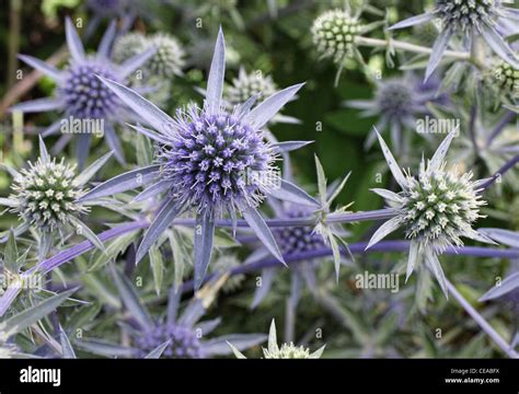 Unique Purple And Blue Spiky Flowers Growing In A Patch Stock Photo Alamy