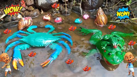 MENEMUKAN SIPUT LUCU, KELOMANG WARNA WARNI, KATAK, BANYAK KEPITING