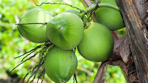 Hainan Coconut Prices Fall As Imports Increase Produce Report