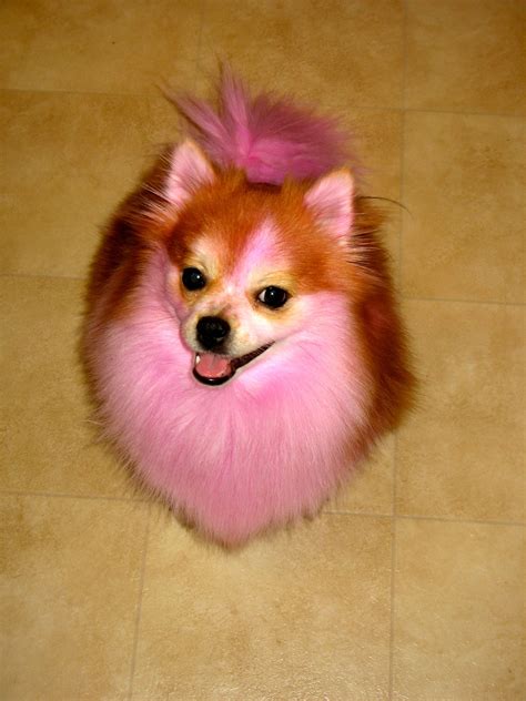 Pomeranian Puppies Pink Pets Lovers