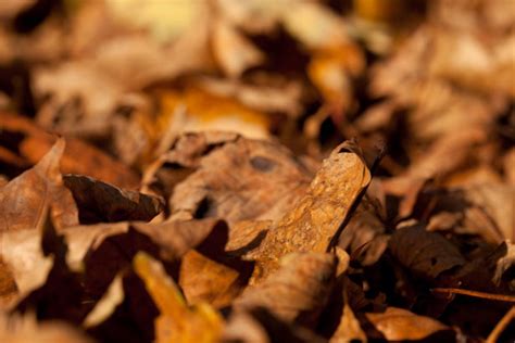 Brown Autumn Leaves Free Stock Photo Public Domain Pictures