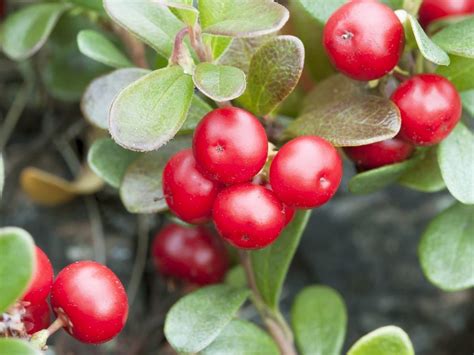 Find great deals on used plants for sale for sale in south africa. Bearberry benefits for health and body, skin, hair and ...