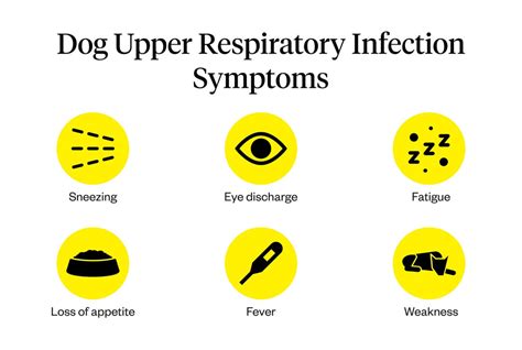 What Antibiotics Treat Upper Respiratory Infection In Dogs