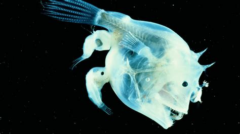 Omg Unbelievable Discovery Mind Blowing Life Of Anglerfish In The
