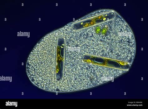 Single Celled Organism With Feeded Differential Interference Contrast