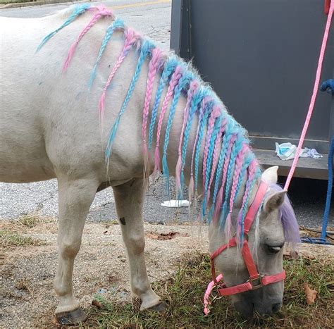 Big D's Pony Rides LLC | Catlett VA