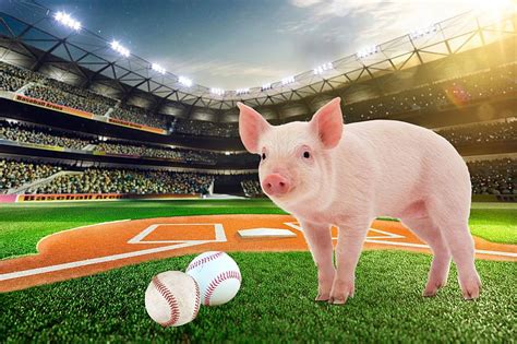 Two Famous Pigs Youll See At A Minnesota Baseball Game