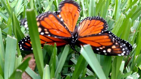 Monarch Butterfly Sex Youtube