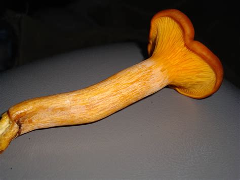 Orange Mushroom Mushroom Hunting And Identification Shroomery