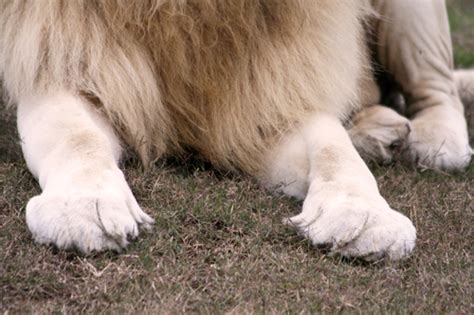 White Lions Paws This White Lion Themba Is A Beautiful Flickr