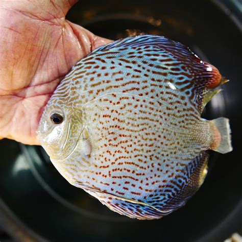 Blue Spotted Snakeskin Discus