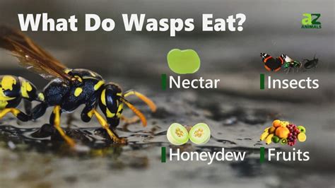 What Do Wasps Eat Imp World