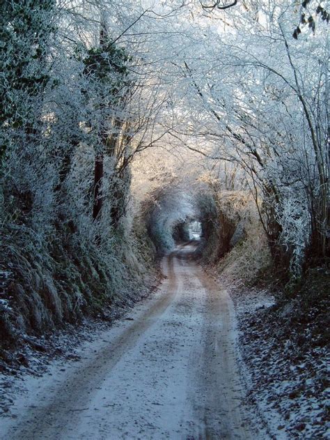 Snowy Road Tree Tunnels And More Pinterest