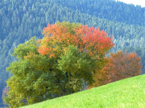 Black Forest Fall Colors Photos In  Format Free And Easy Download