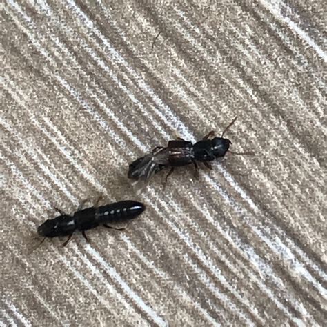 Identifying Small Black Insects Thriftyfun
