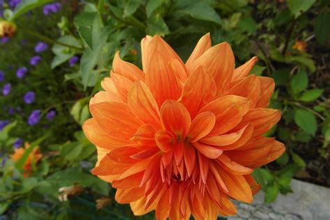 Dahlia Flower Orange Free Photo On Pixabay Pixabay