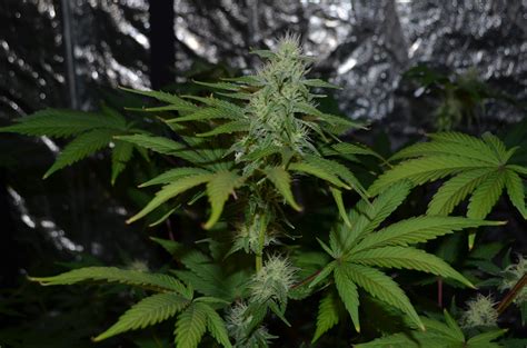 Doctors Choice Dc Kush Grow Diary Journal Week7 By Hzorg Growdiaries