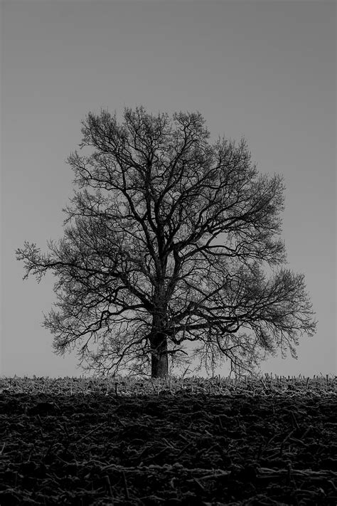 Free Photo Winter Tree Winter Trees Nature Grey Mood Lonely