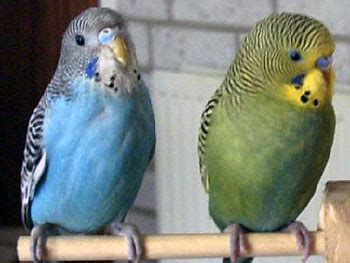 There can be few more enjoyable experiences than building a true bond with your pet bird; Budgies are Awesome: Budgies in Australia: discovery