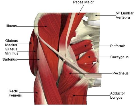Anatomy Hip Muscles Diagram Hip Bone Anatomy Or Pelvic Bone Ilium
