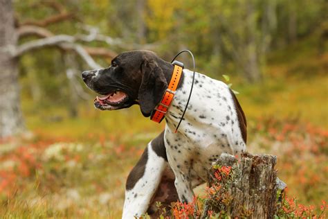 Check spelling or type a new query. International: Klage gegen GPS-Sender bei Jagdhunden ...