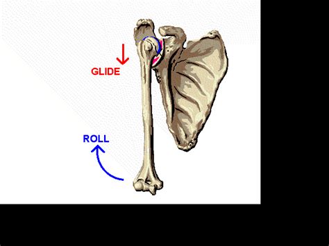Arthrokinematics and osteokinematics