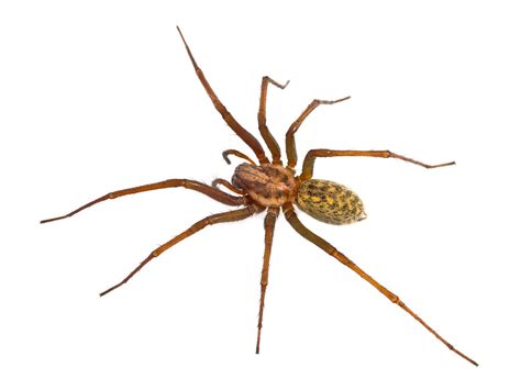Hobo Spider Bites Everything You Need To Know The Healthy