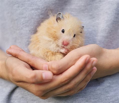 Worlds Biggest Hamster Breed Not Syrian Hamster